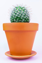 Cactus on a pink background