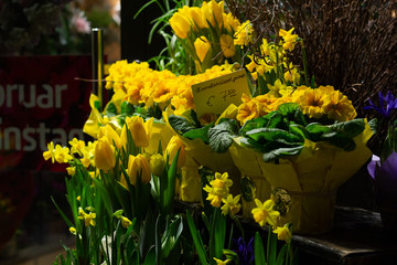 Yellow spring flowers in the evening flower stall