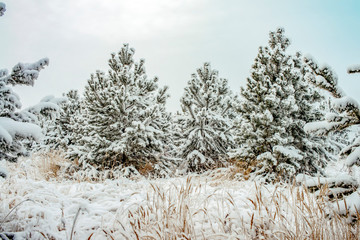 winter landscape, tress in the snow