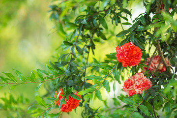 Bush with red flowers background.