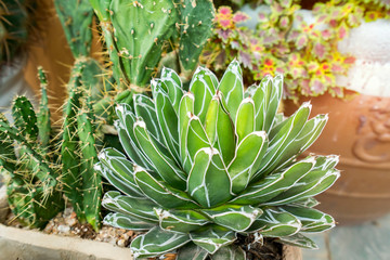 Agave succulent plant, freshness leaves with thorn of Queen victoria century agave