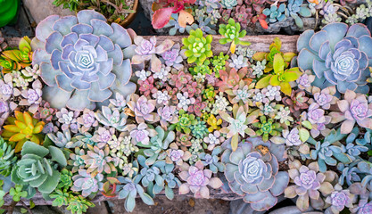  Miniature succulent plants in garden