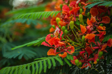 royal poinciana tree red flowers bloom