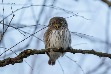 Pygmy Owl (Glaucidium passerinum)