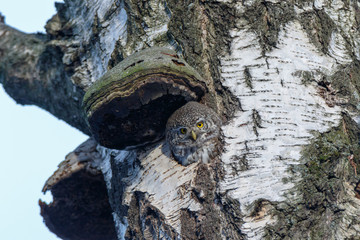 Pygmy Owl (Glaucidium passerinum)