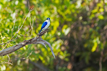Oiseau marin martin-pêcheur bleu et blanc à l'affût sur la branche d'un arbre dans les marais du Nord de l'Australie.