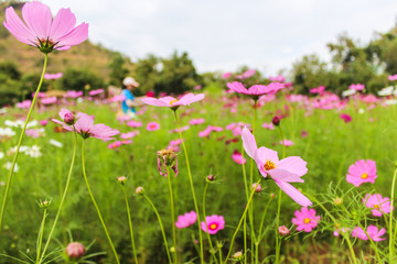Obraz na płótnie Canvas Pink flowers. Summer background.
