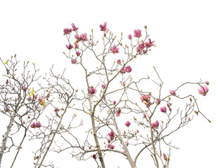 Pink magnolia flowers on old paper background