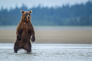 Alaskan brown bear in Lake Clark National Park © Dale