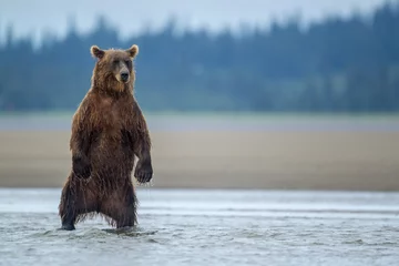 Foto op Canvas Alaskan brown bear in Lake Clark National Park © Dale