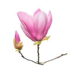Obraz na płótnie Canvas Pink magnolia flowers on old paper background