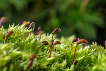 Macro shot of growing moss