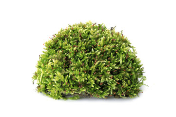 Macro shot of growing moss on white background isolated