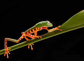Tiger leg monkey tree frog, Phyllomadusa tomopterna. Tropical treefrog from Amazon rain forest and...