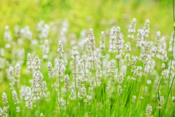 Lavender white flowers background