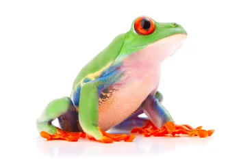 Gordijnen Red eyed tree frog from the tropical rain forest of Costa Rica and Panama. A cute funny exotic animal with vibrant eyes isolated on a white background. . © kikkerdirk