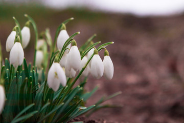 Galanthus nivalis, snowdrop flower close up of flowers on gravel and mud. First sign of spring in a park in southern Sweden. 