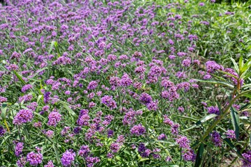Vervain bush out in the wild.