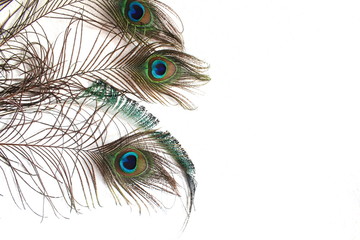Beautiful peacock feathers in wall background with text copy space closeup