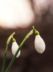 Obraz premium Galanthus nivalis, snowdrop flower close up of isolated flowers during a sunset. First sign of spring in southern Sweden. 