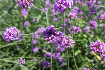 Vervain flowers blooming out in the wild.