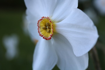 white flower closeup