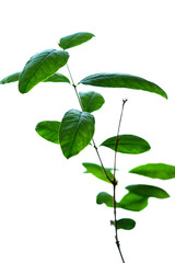branch of sprout with green leaves on a white background