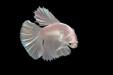 white platinum betta fish