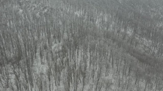 Trees under snow on Carpathian mountain ranges 4K drone video