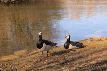 two ducks on the lake