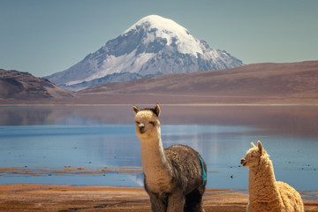 Alpaca's (Vicugna pacos) grazing on the shore of Lake Chungara at the base of Sajama volcano, in the northern Chile.