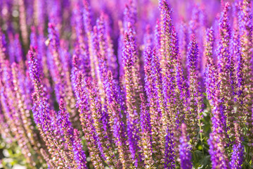 Purple flowers background
