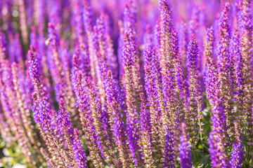 Fototapeta premium Purple flowers background