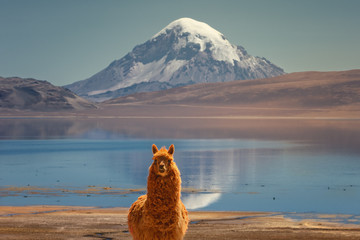 Alpaca's (Vicugna pacos) grazing on the shore of Lake Chungara at the base of Sajama volcano, in the northern Chile. - obrazy, fototapety, plakaty