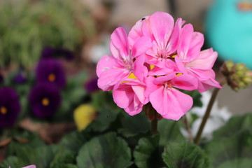 pink flowers in the garden