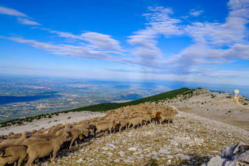 Troupeau de moutons sur le Mont Ventoux. Provence, France. 