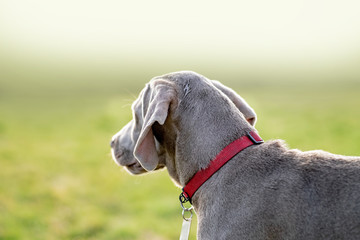 Weimaraner 14