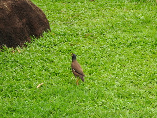 Birds walking on the green lawn under a tree.
