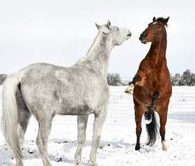 Brown Horse Rearing at a White Horse