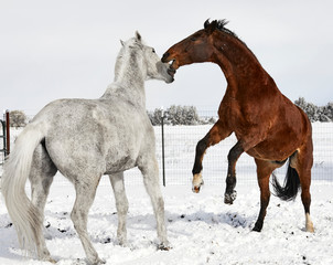 Brown Horse rearing and trying to bite a white horse