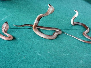 Different snakes Middle plan on a blue background in the process drisserovki.