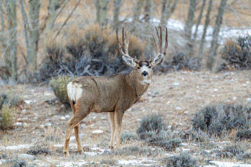 Mule deer buck in late autumn during the rut in Wyoming