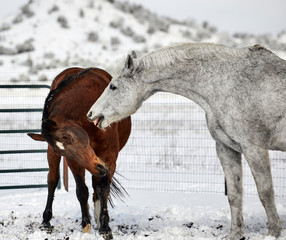 Two Horses trying to Bite One Another
