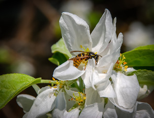 wisp on the apple tree flowers