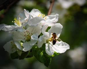 Bee on the flowers in the garden