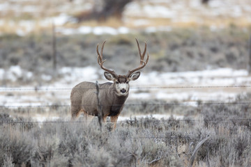 Mule deer buck in late autumn during the rut in Wyoming