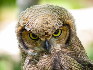  Owl in the stone monastery in Zaragoza, Spain