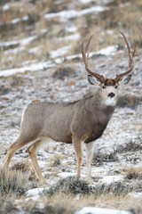 Mule deer buck in late autumn during the rut in Wyoming