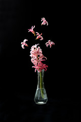 Beautiful flower, in a vase, black background, levitation, petals flying in the air