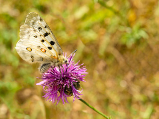  Butterfly perched on a flower